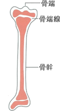 コラム　骨の成長