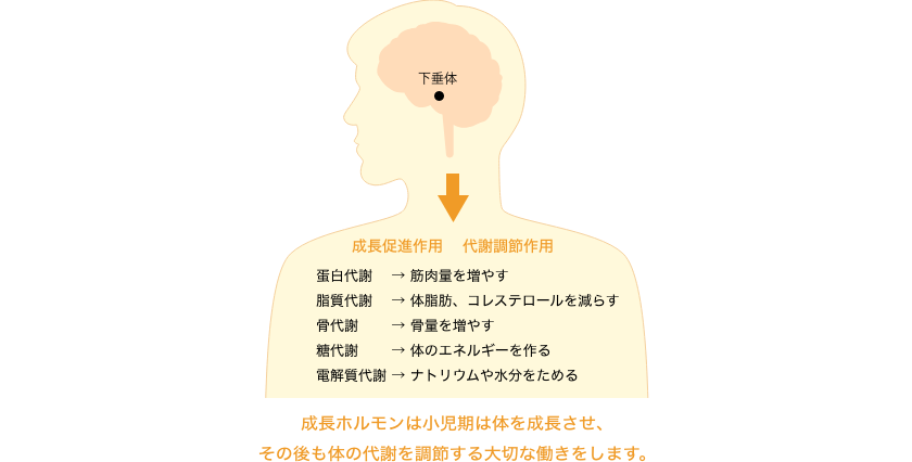 成長ホルモンとは